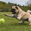 犬の『落ち着きがな…