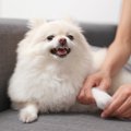 犬が「関節炎」にな…