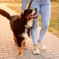犬を散歩させるとき…