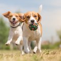 犬の行動研究や査定…