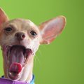 犬の舌の秘密！味覚…