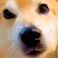 三毛猫が『13歳のお…