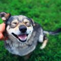 犬の幸福度を高める…