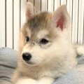 お上品に手を揃える…