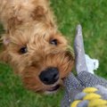 犬がおもちゃに唸っ…