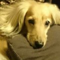 犬にまつわるパニク…