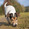 犬が嗅ぎ分けられる3…