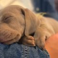 犬を飼うことに反対…