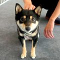 会社に犬を連れてい…