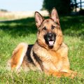 犬が持っている知能…