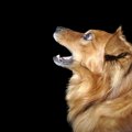 犬にとってエレベー…