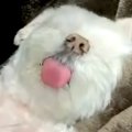 仕事中『やけに犬が…