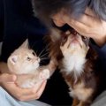 犬と猫がいる家で『…