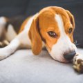 犬が肉球に汗をたく…