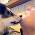 犬の気を逸らそうと…