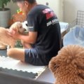 『明日ドッグラン行…