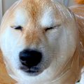 犬の『雨の日コーデ…