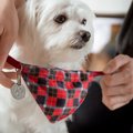 犬は『自分の名前』…