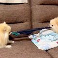 ２匹のポメが『なぜ…