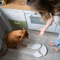 犬に絶対してはいけ…
