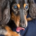 犬の白内障について…