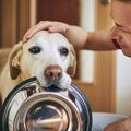 犬が『早くご飯食べ…