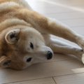 犬は『足の動き』で…