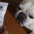 ご褒美のおやつに飽…