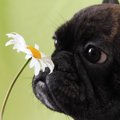 老犬が臭くなる４つ…