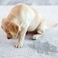 犬だってやきもちを…