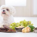 犬に絶対NGな『秋の…
