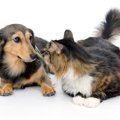 犬派と猫派で飼い主…
