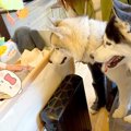 ハスキー犬2匹に『人…