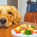 犬にとって絶対NGな…
