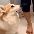 夜中、犬をお風呂に…