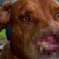 鼻が半分無い犬が自…
