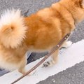 散歩中、なにげなく…
