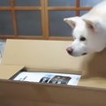なんだなんだ？自分…