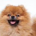 愛犬の笑顔を増やす…