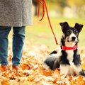 愛犬と一緒に紅葉狩…