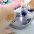 ポメの赤ちゃんが『…