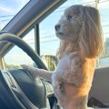 犬を『車の運転席に…