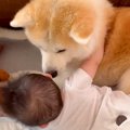 秋田犬と一緒に転が…