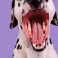 『吠えている犬』に…