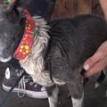 犬に襲われケガした…