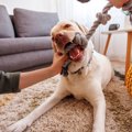 犬がすぐに飽きてし…