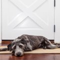 犬がトイレ前で飼い…