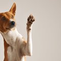 犬が勝手に『オテ』…