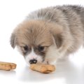 子犬にとって絶対NG…