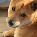 犬に赤ちゃん言葉を…